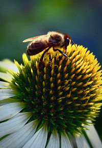 Close-up of bee pollinating on flower