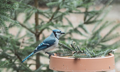 Close-up of bird perching on tree