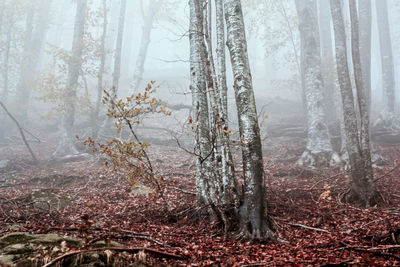 Trees in forest