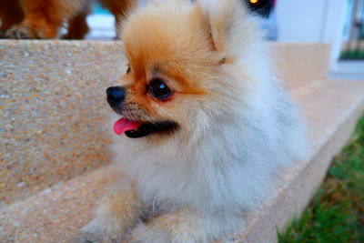 Close-up of dog looking away