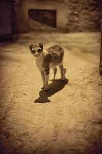 Portrait of cat sitting on floor