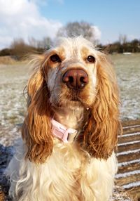 Close-up portrait of dog against sky