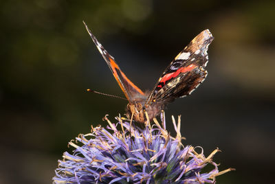 Close-up of butterfly on purple flower