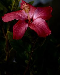 Close-up of pink flowers