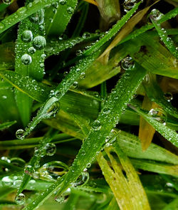 Full frame shot of wet grass