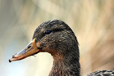 Close-up of duck