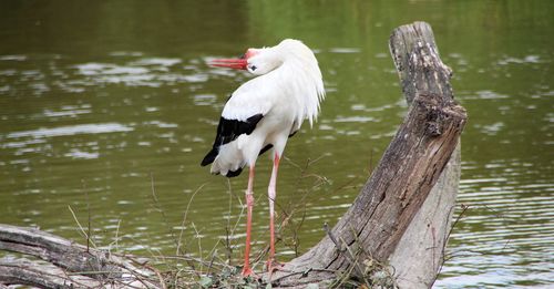 Bird perching on driftwood against lake