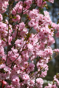 Close-up of pink cherry blossoms in spring