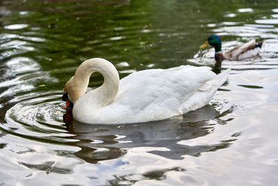 Swan swimming in lake