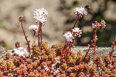 Close-up of flowering plants on field