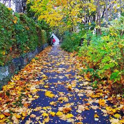 Road amidst trees in forest during autumn