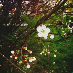Close-up of white flowers
