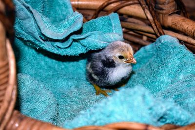 High angle view of a bird