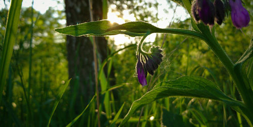 Close-up of purple flowering plant