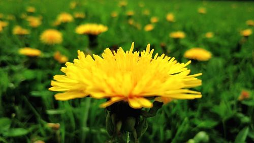 Close-up of yellow flowering plant on field