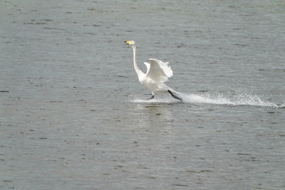 White bird on a lake