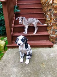 Portrait of a dog