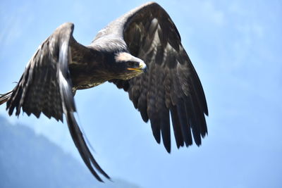 Low angle view of eagle flying