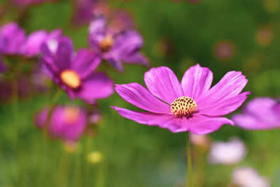 Close-up of pink cosmos flower