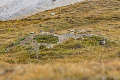 View of sheep on field