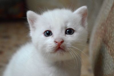 Little white kitten looking at camera