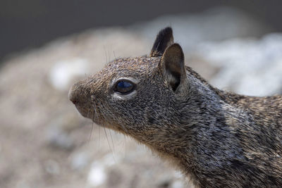 Close-up of squirrel