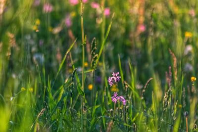 Close-up of purple flowering plants on field