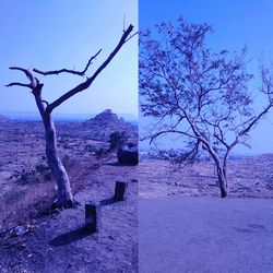 Bare tree by sea against clear sky