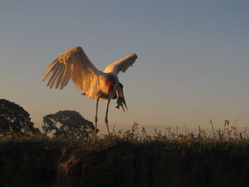Jabiru stork catching fish at sunset