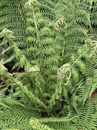 High angle view of fern leaves