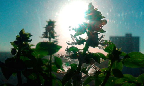 Close-up of silhouette plant against sky at sunset