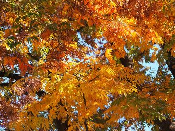 Low angle view of autumn trees