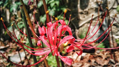 Close-up of red flower growing on plant