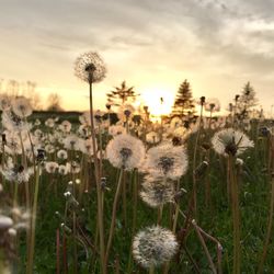 Close-up of flowers growing in field against sky