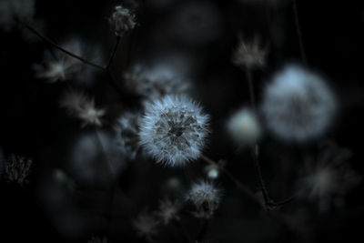 Close-up of dandelion on plant