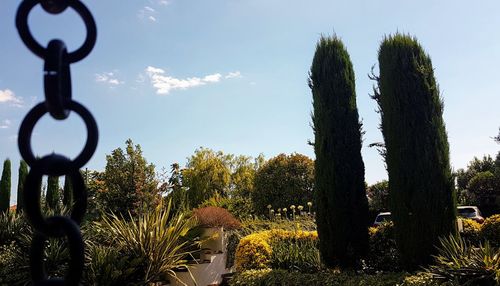 Trees against sky