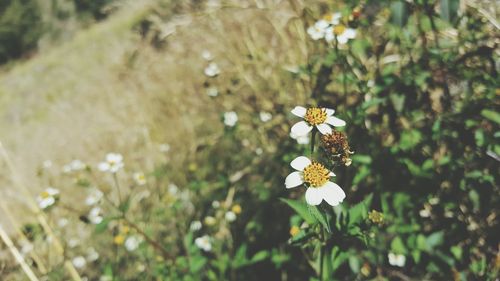 Close-up of flowers blooming outdoors