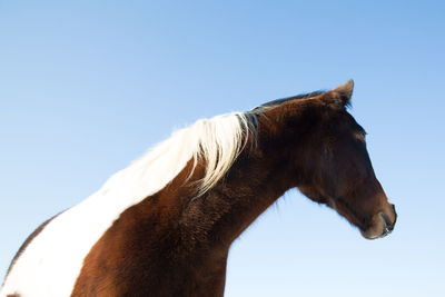 Side view of horse standing against clear blue sky