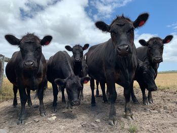 Portrait of black angus cows standing on field