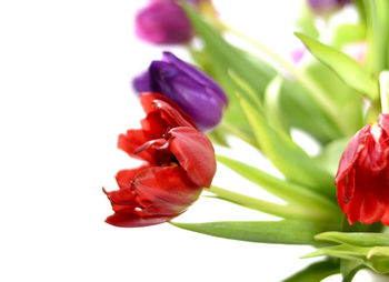 Close-up of red rose against white background