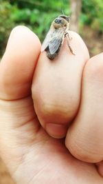 Close-up of human hand holding insect