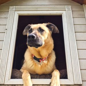 Portrait of dog looking away while sitting on window of building