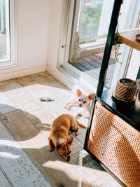 Dog sitting on window