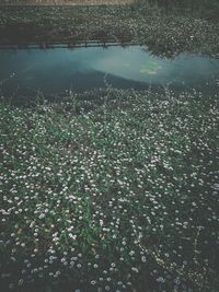 High angle view of plants in lake