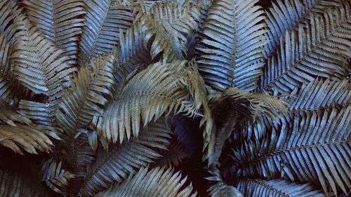 Full frame shot of palm tree