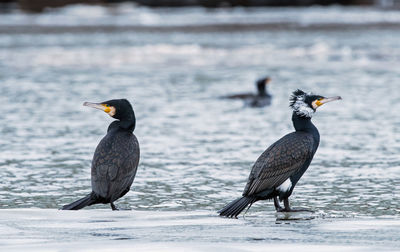 Birds perching on a sea