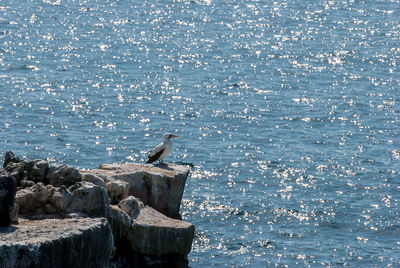 Bird perching on rock at sea shore