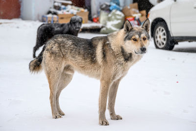 Stray dogs on the street