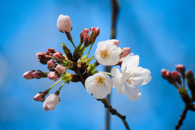 Close-up of cherry blossom