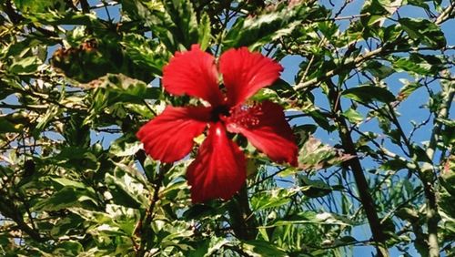Low angle view of red hibiscus blooming outdoors
